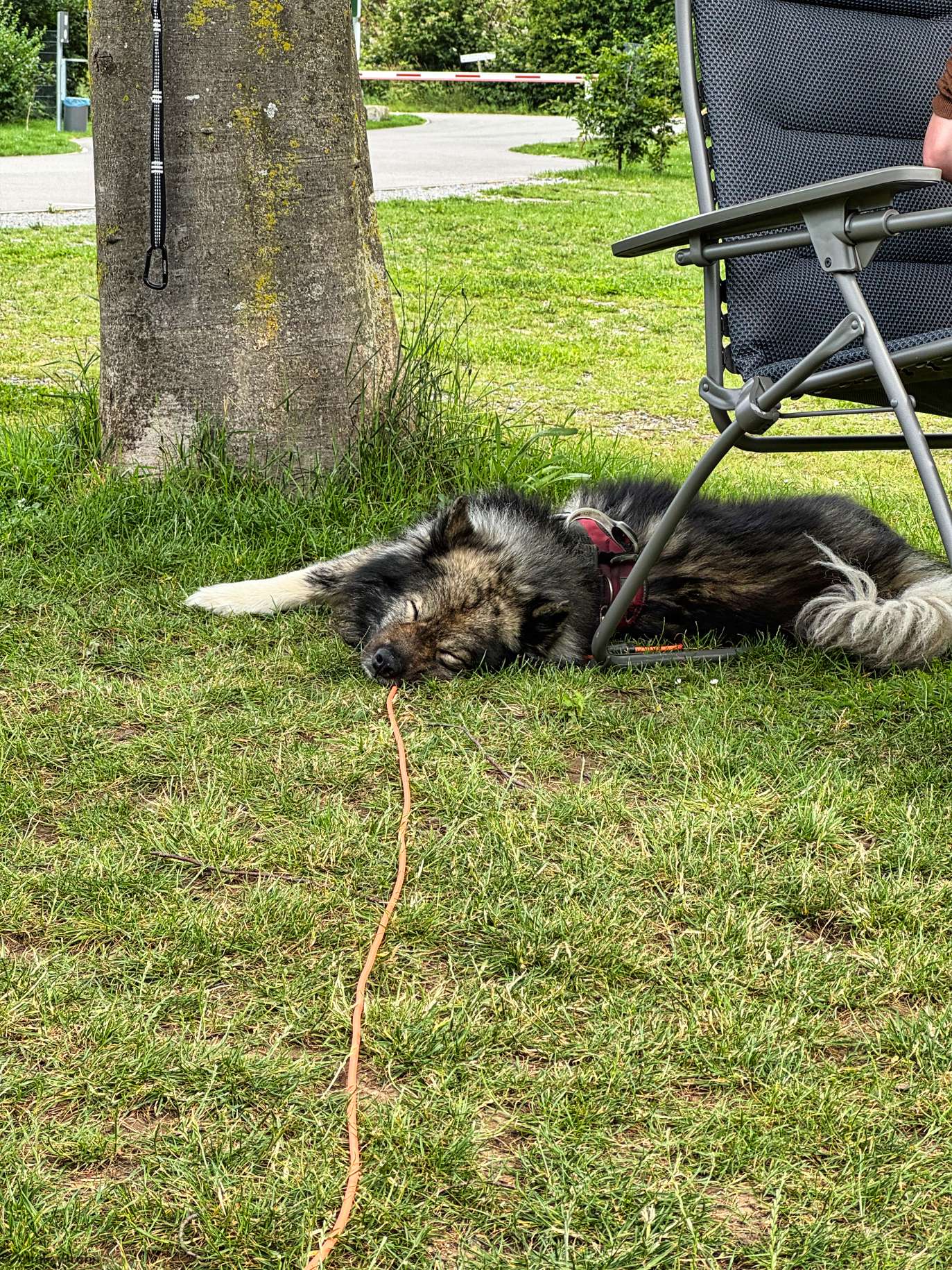 Q liegt am liebsten direkt bei Papa